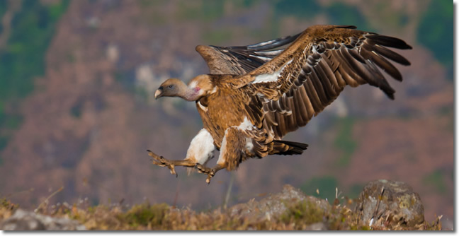 A vulture flying in the Semien mountains.