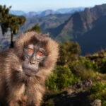 Endemic animals mountain monkey