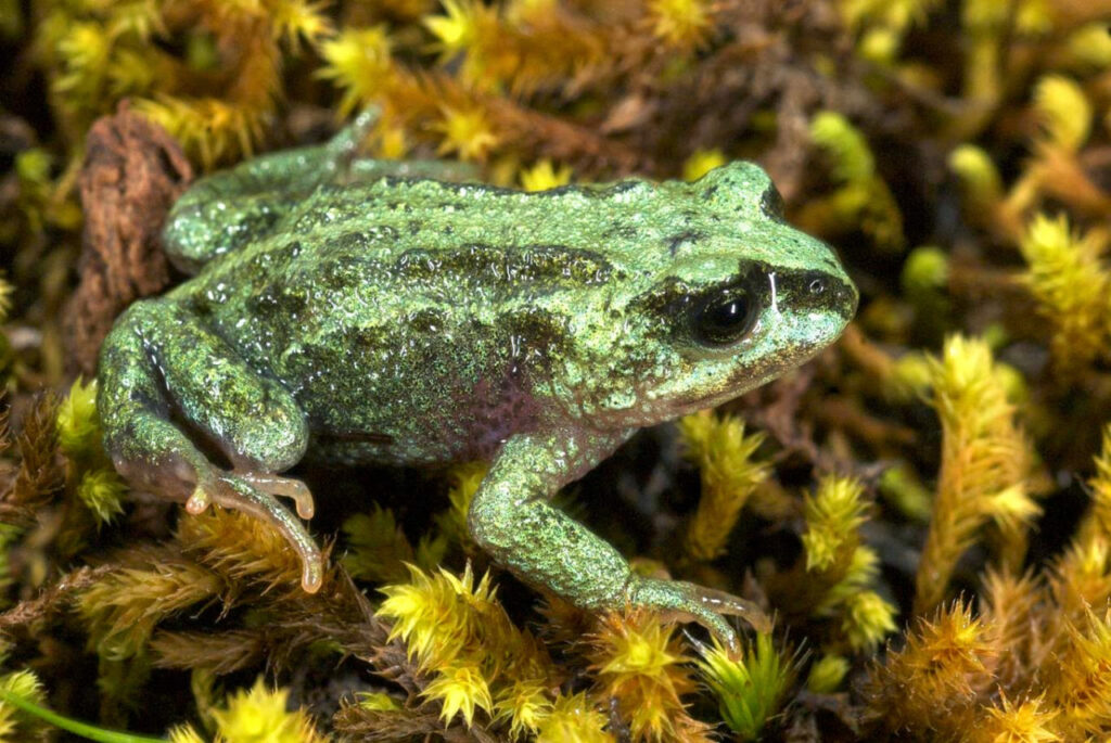 Ethiopian highland frog