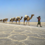 Danakil Depression, camel