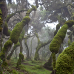 Bale Mountains Harena Forest