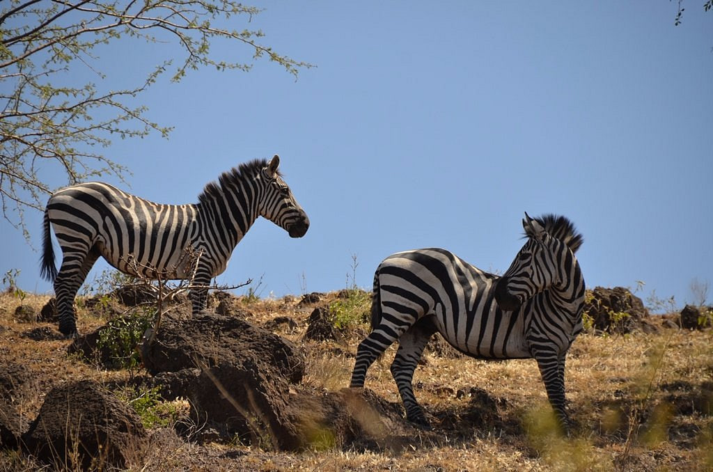 Nechisar National Park Zebra